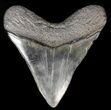 Fossil Megalodon Tooth - Georgia #57283-1